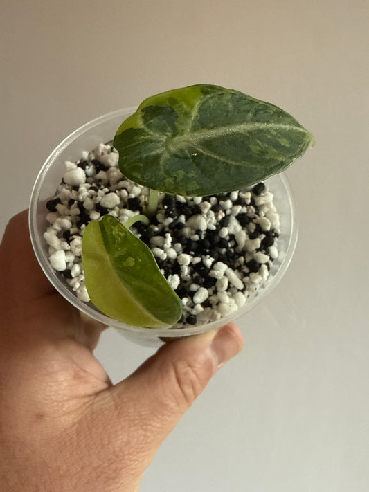 Alocasia Ninja Aurea #2