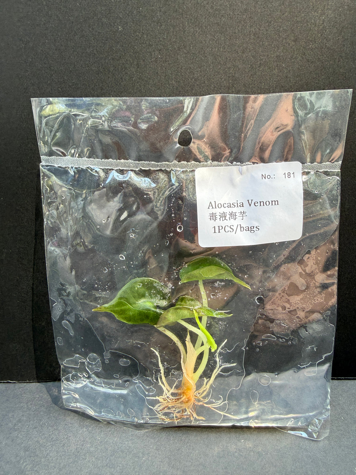 Alocasia Venom