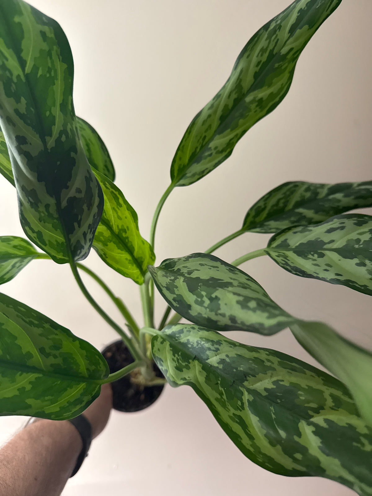 Aglaonema Juliette