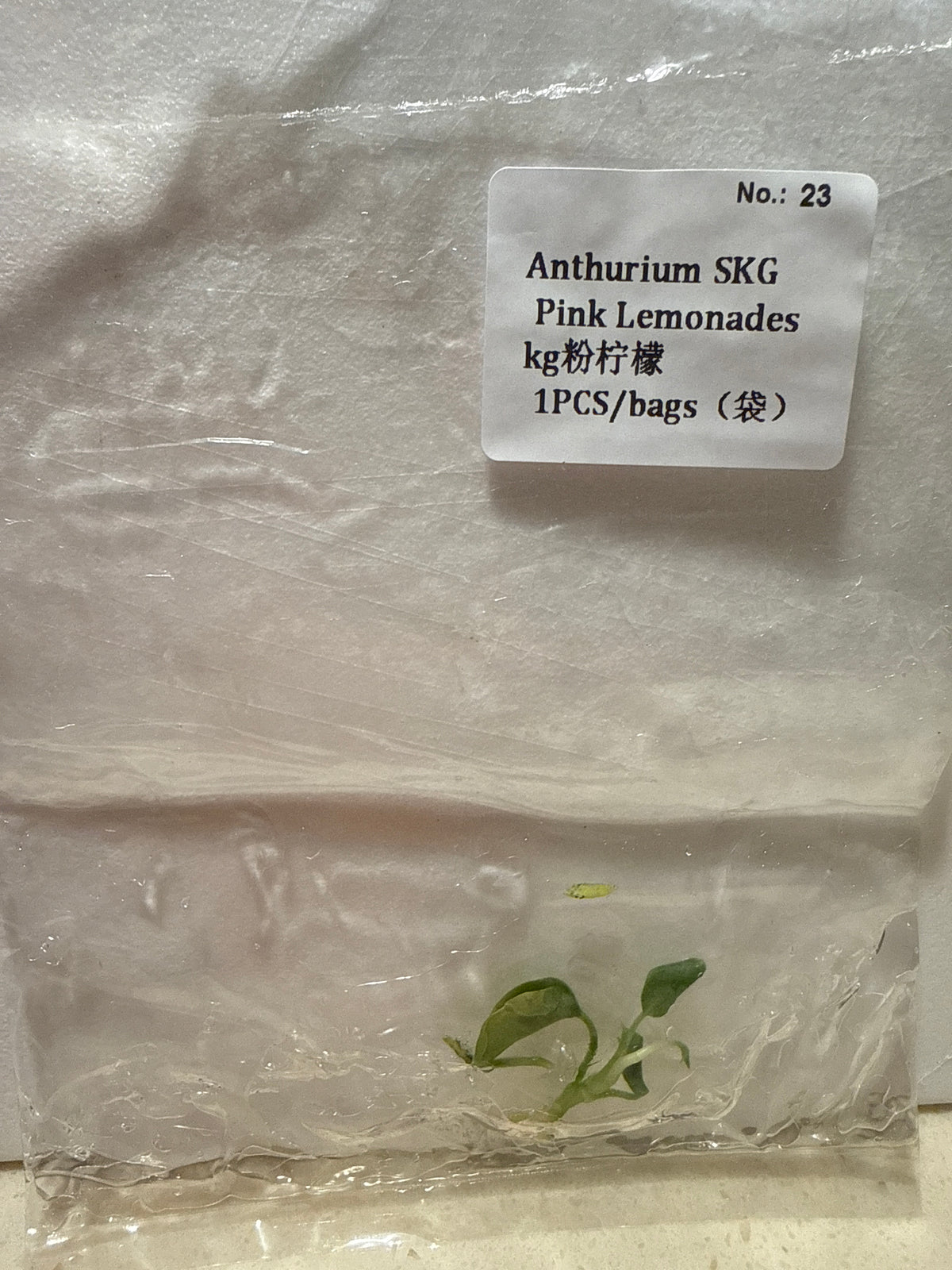 Anthurium SKG Pink Lemonade - Seller's Choice