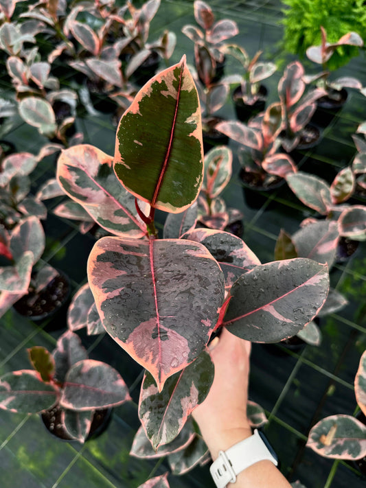 Ficus Ruby