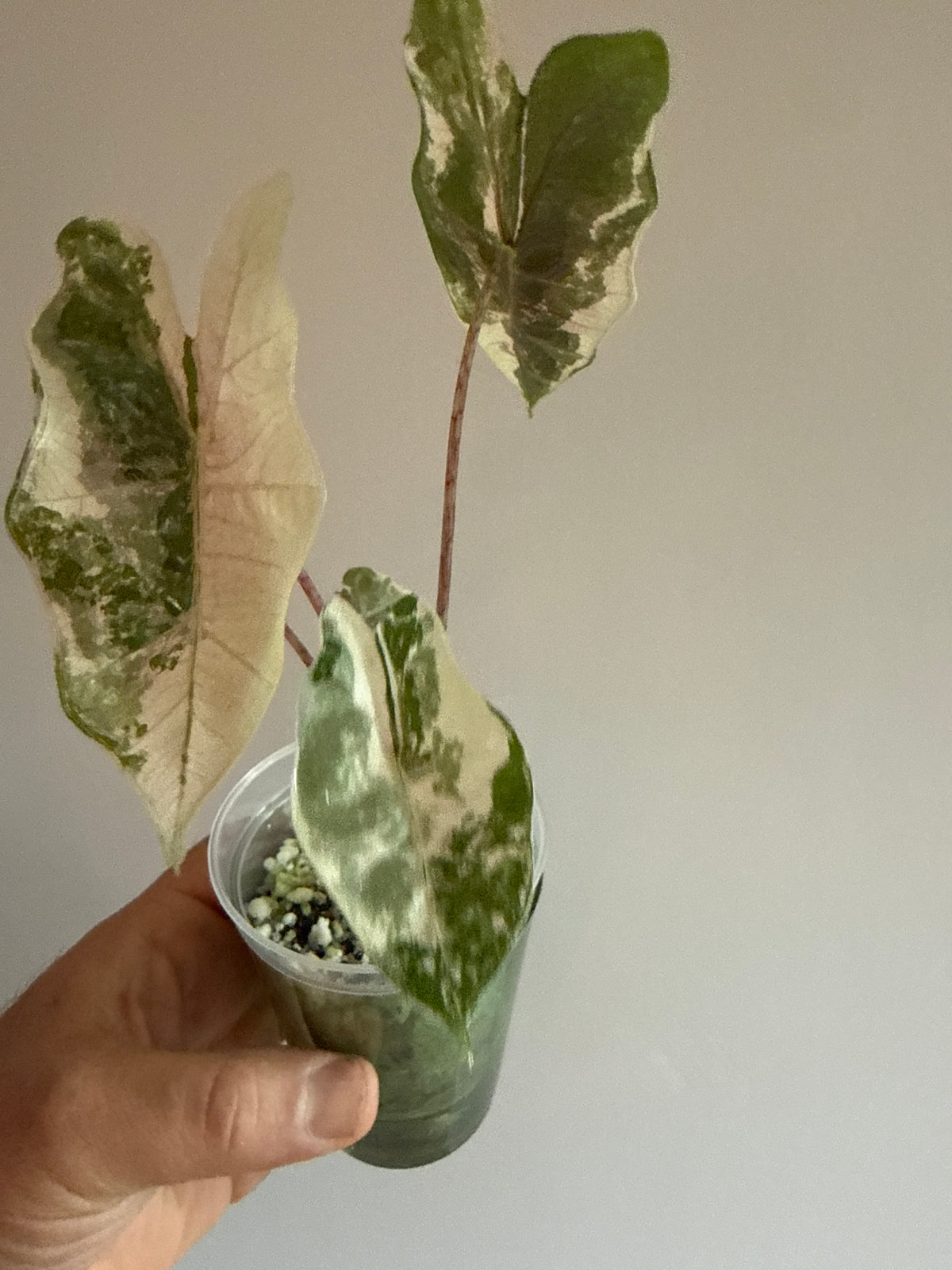 Alocasia Pseudo Sanderiana Pink