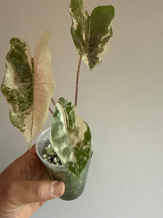 Alocasia Pseudo Sanderiana Pink