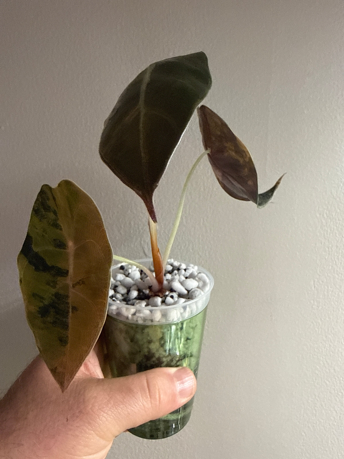 Alocasia Sedenii Aurea