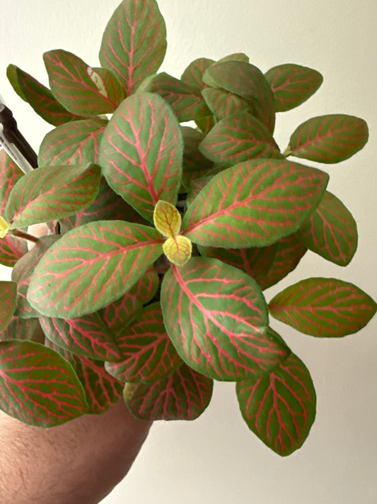 Fittonia 'Skeleton'