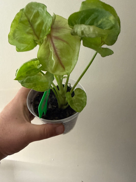 Syngonium Podophyllum 'Kiwi'
