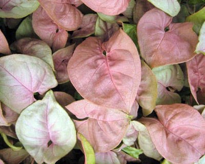 Syngonium Neon Robusta