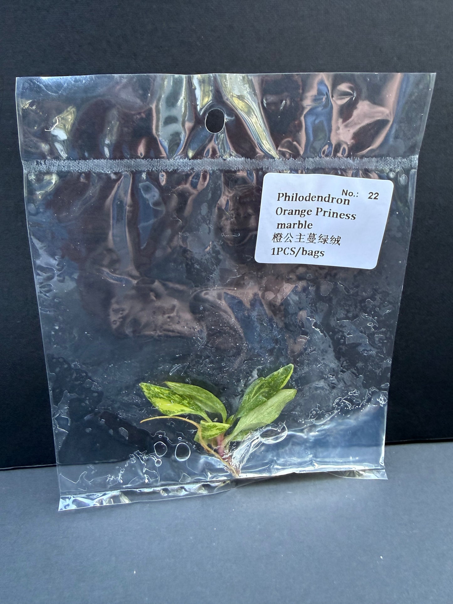 Philodendron Orange Princess Marble