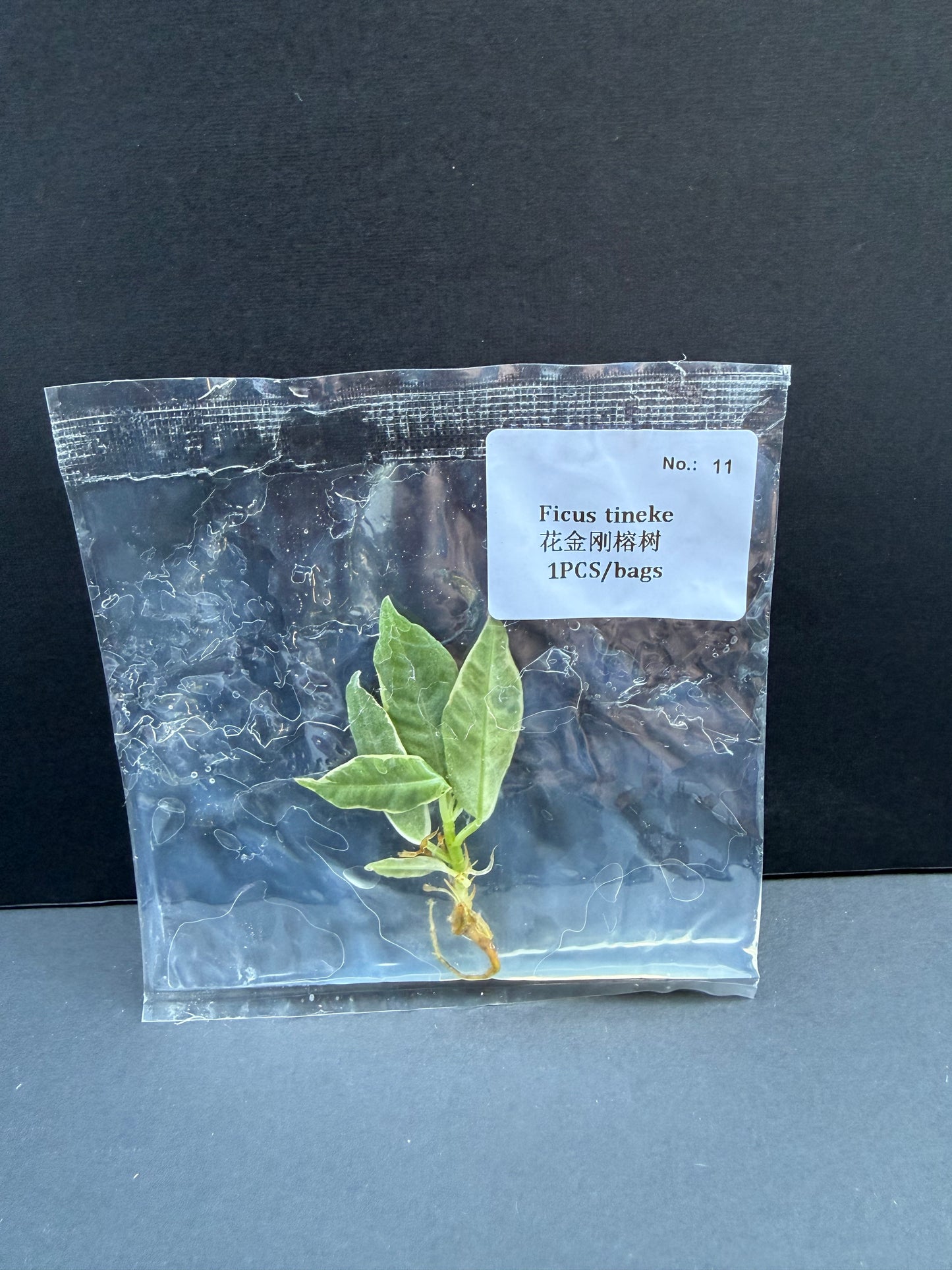 Ficus Elastica 'Tineke'