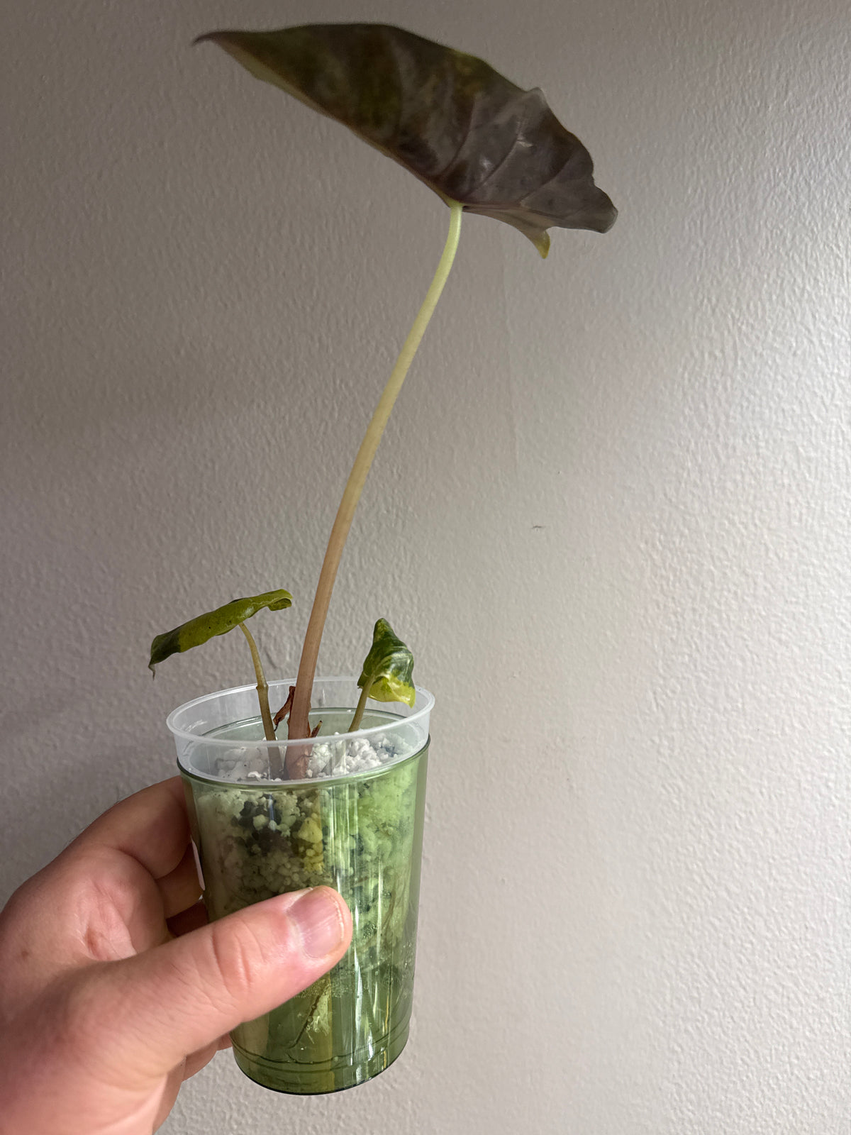 Alocasia Chantrieri Aurea #2