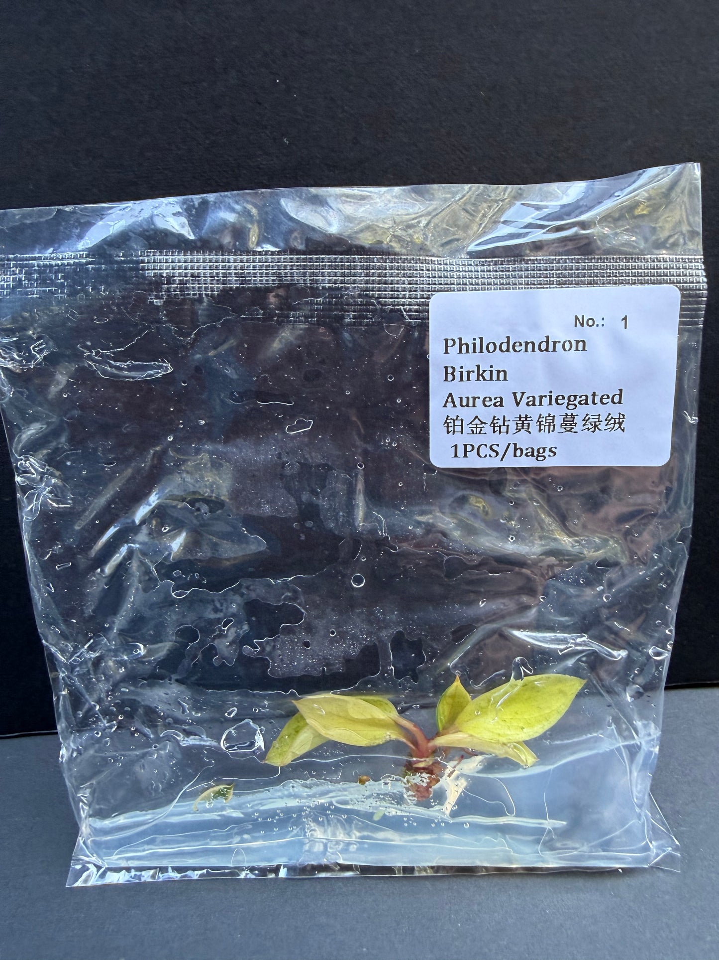 Philodendron Birkin Aurea Variegated