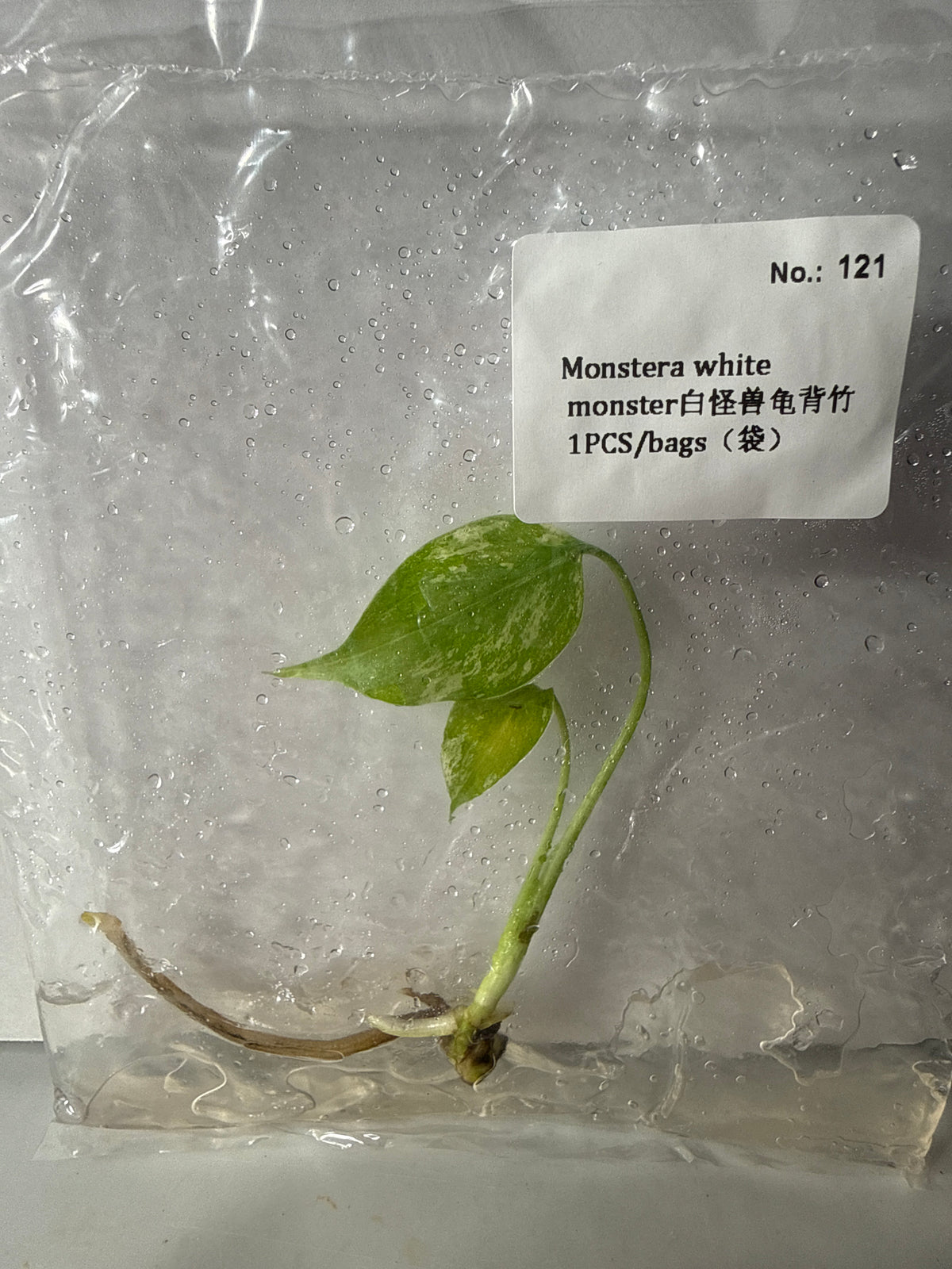 Monstera White Monster - Seller's Choice