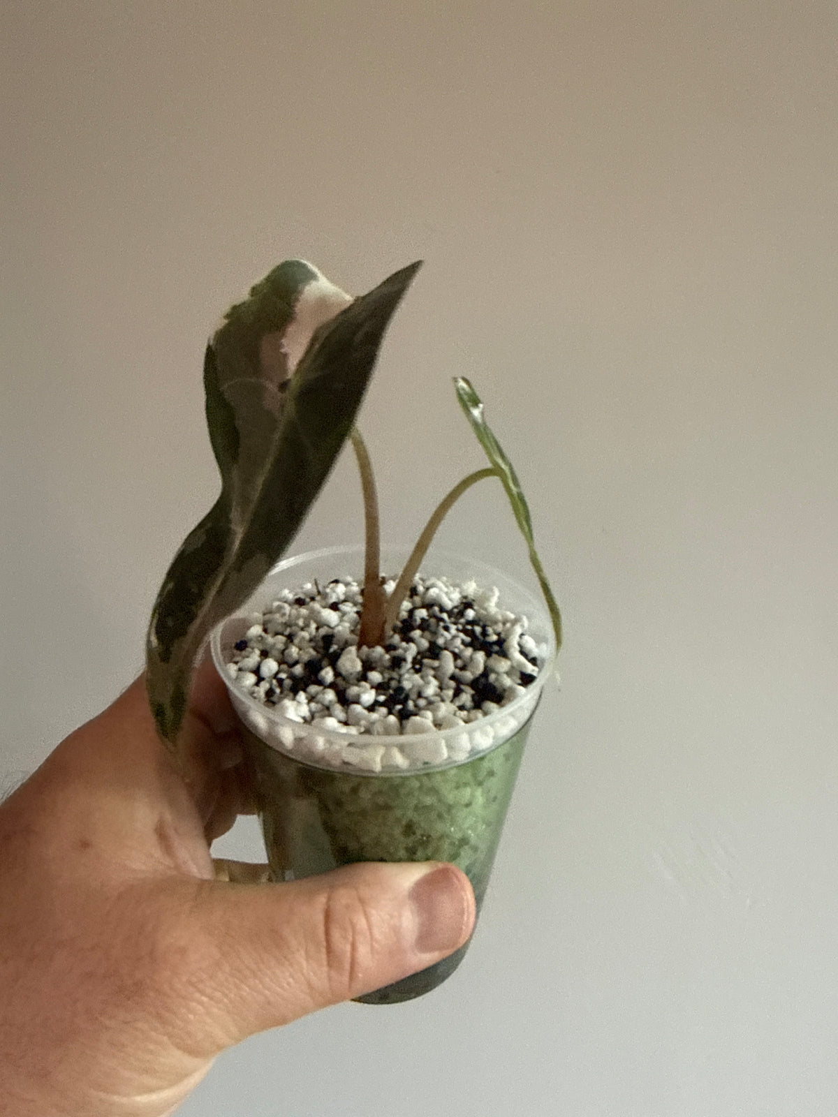 Alocasia Amazonica Pink
