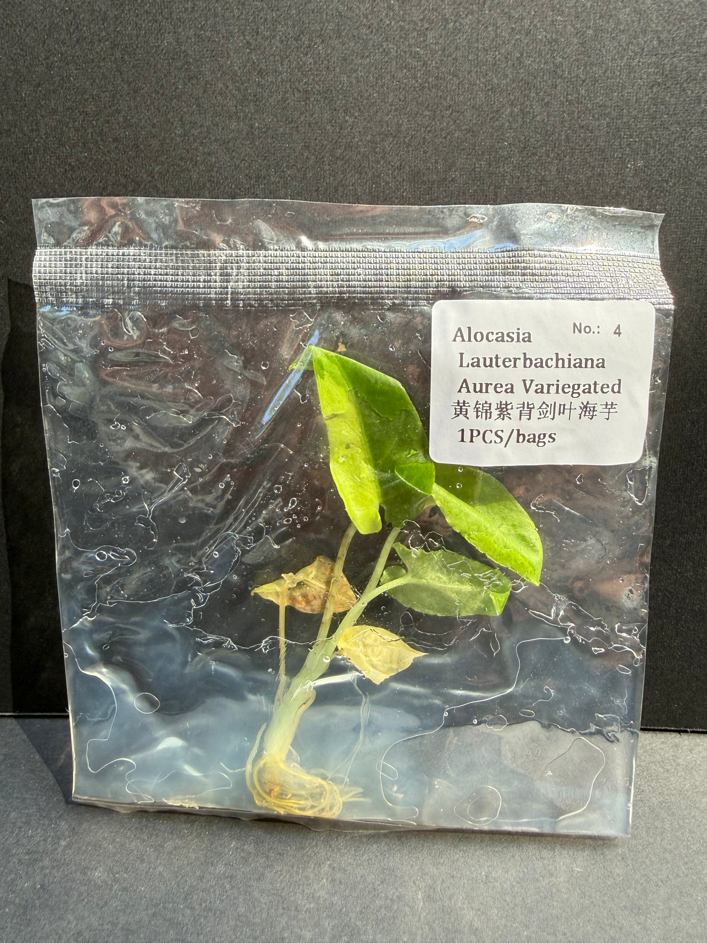 Alocasia Lauterbachiana Aurea Variegated