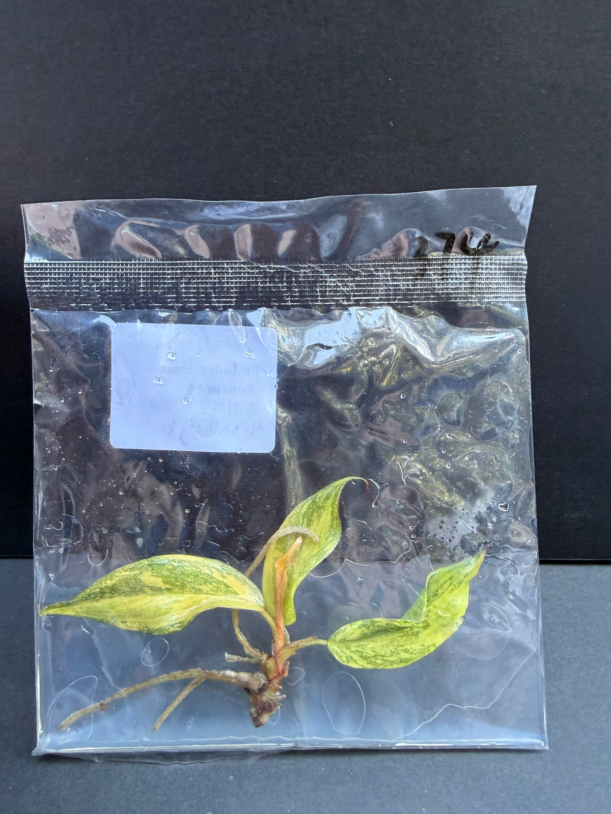 Philodendron Sunspot
