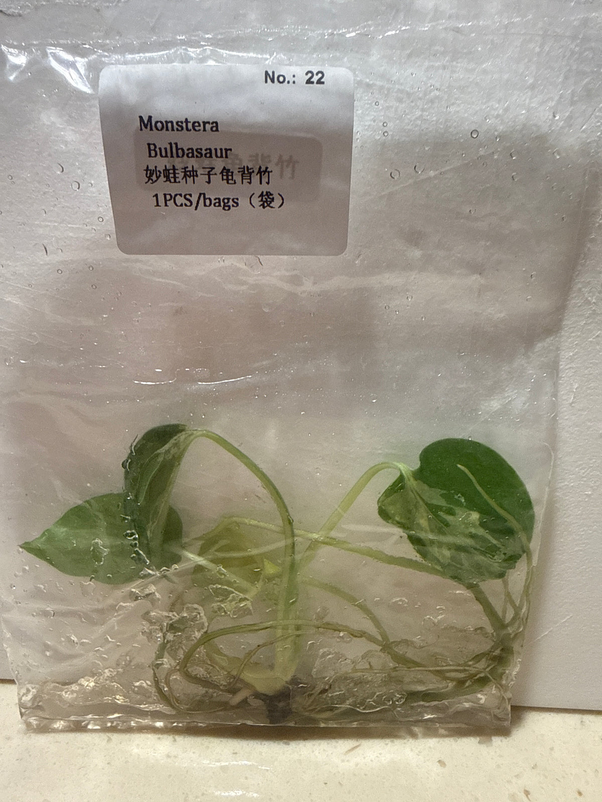 Monstera Bulbasaur - Seller's Choice
