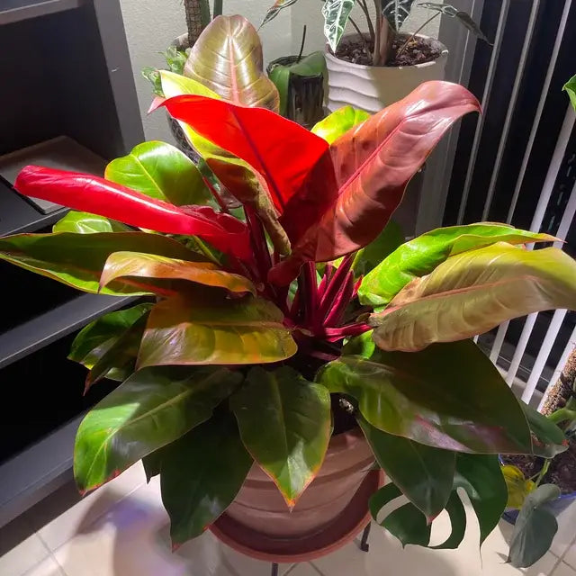 Philodendron McColley's Finale - Starter Size