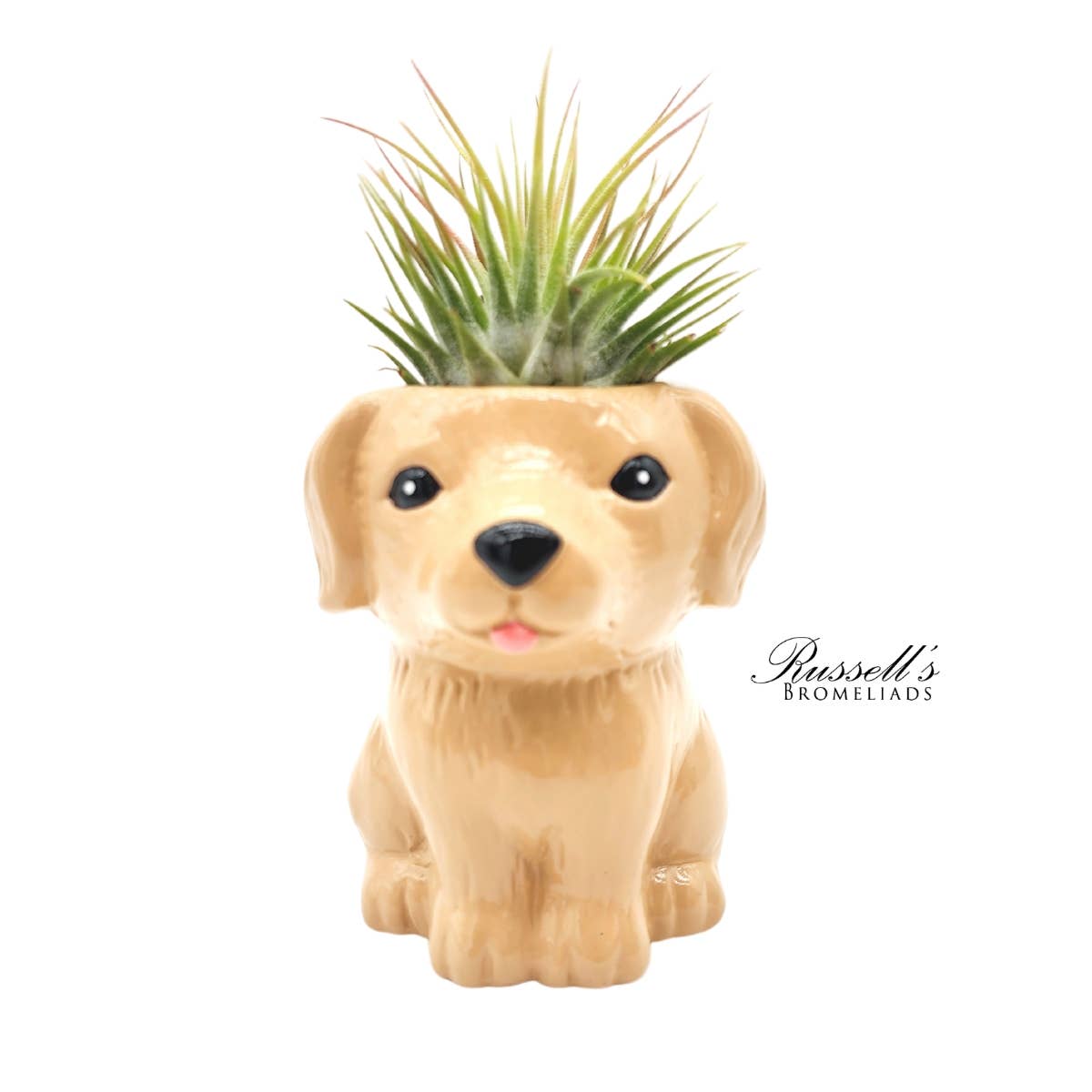 Animal Pots Puppy Collection with Air Plants