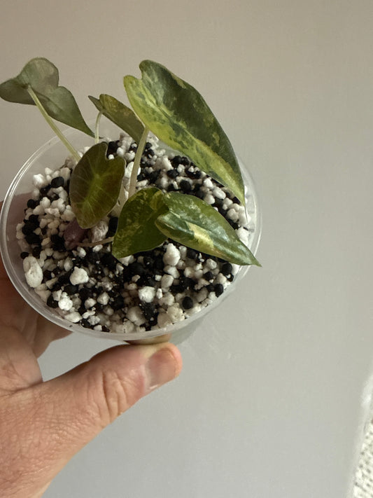 Alocasia Bambino Aurea