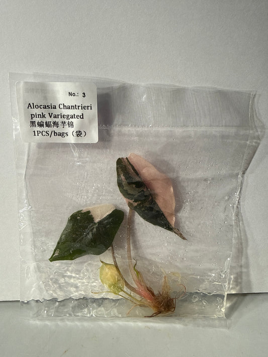 Alocasia Chantrieri Pink Variegated