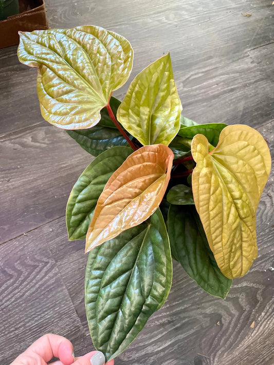 Anthurium Radicans x Luxurians Starter