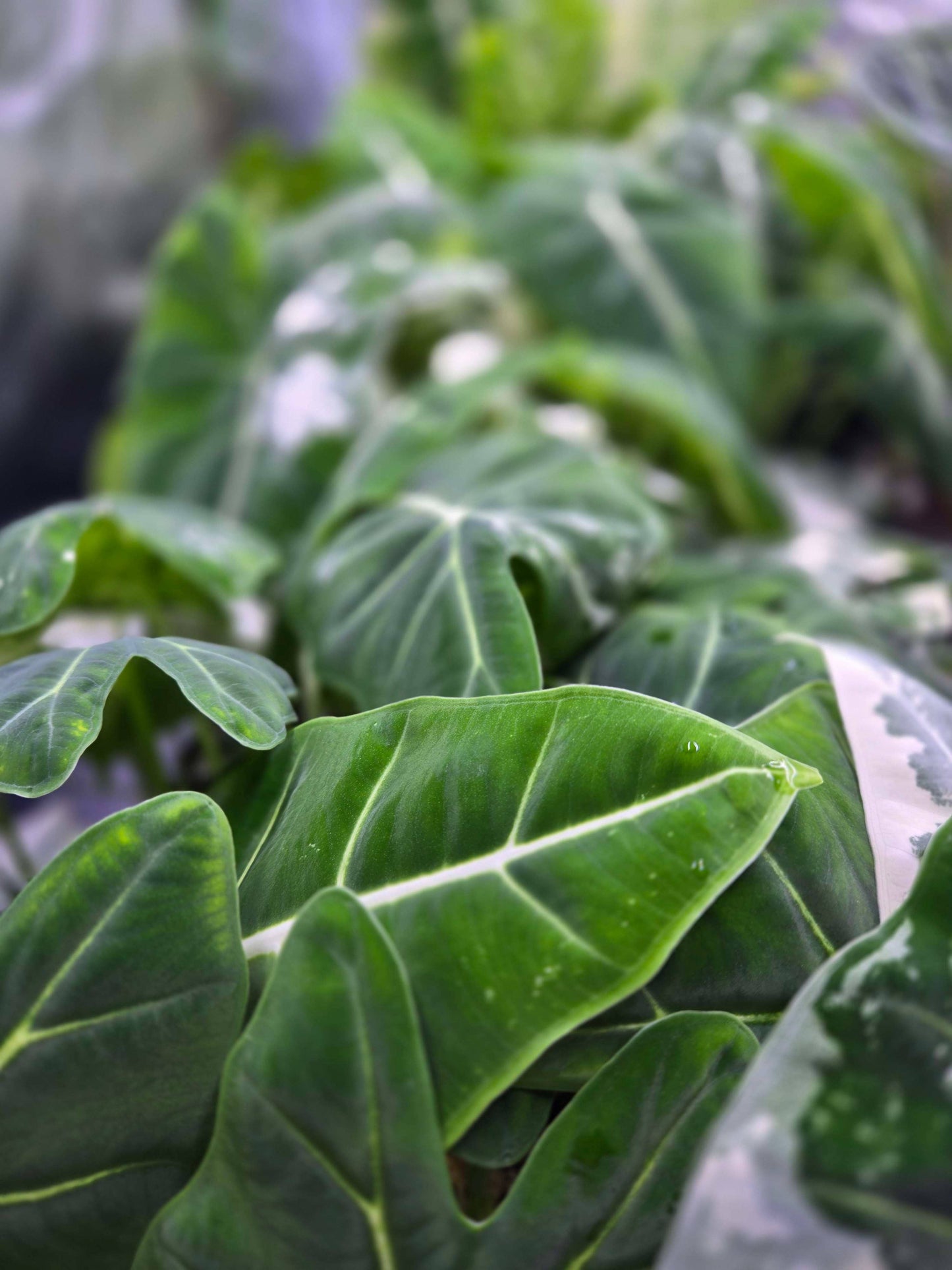 Alocasia Frydek