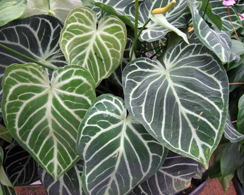 Anthurium Clarinervium - Starter Size