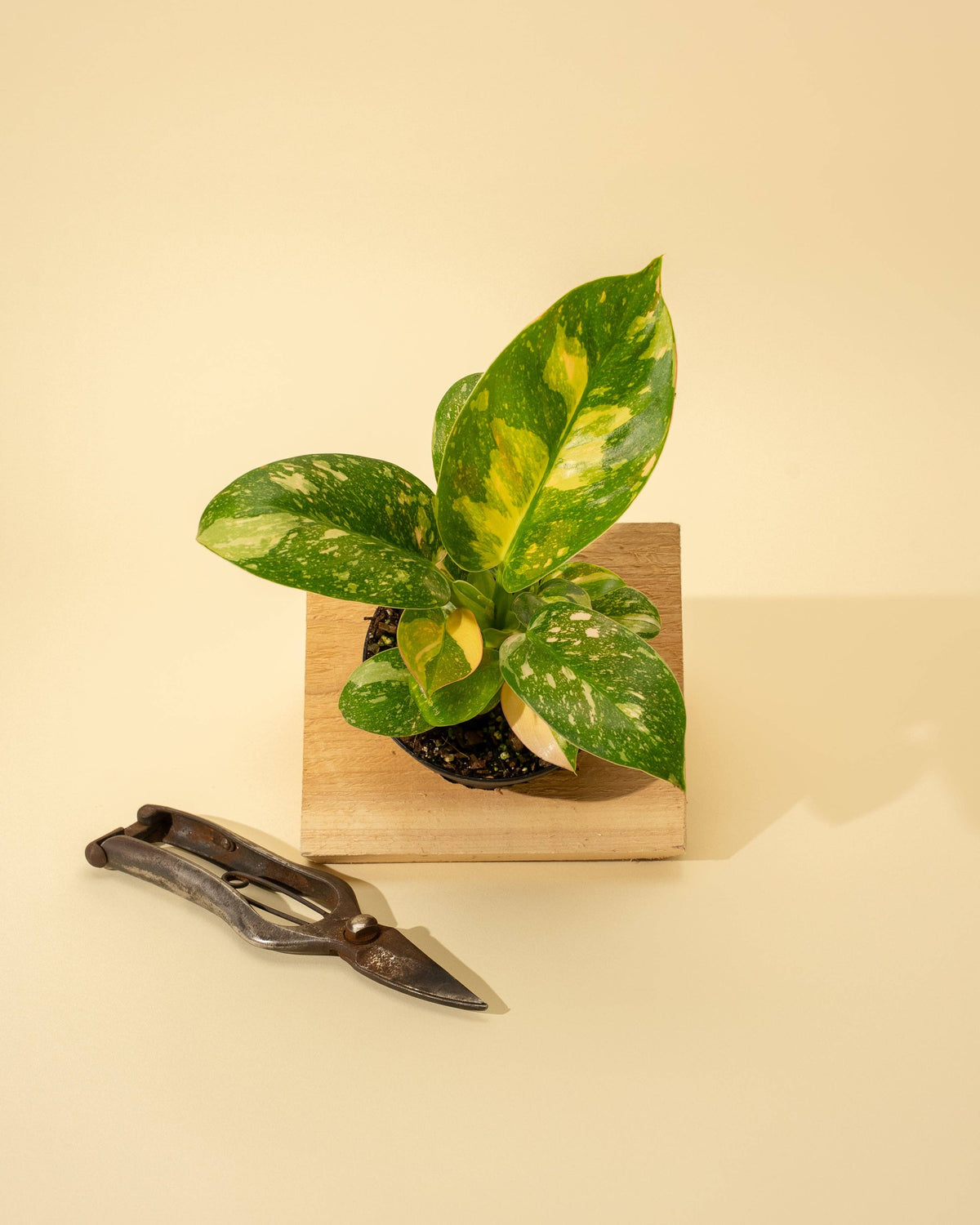 4" Variegated Philodendron Green Congo 'Copper Flame'