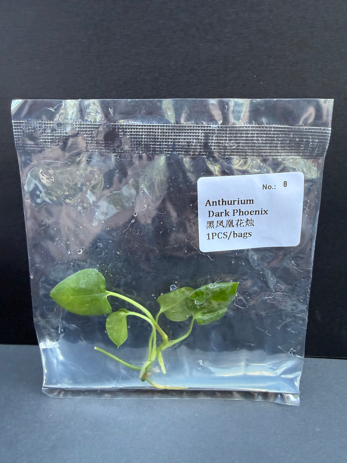 Anthurium Dark Phoenix