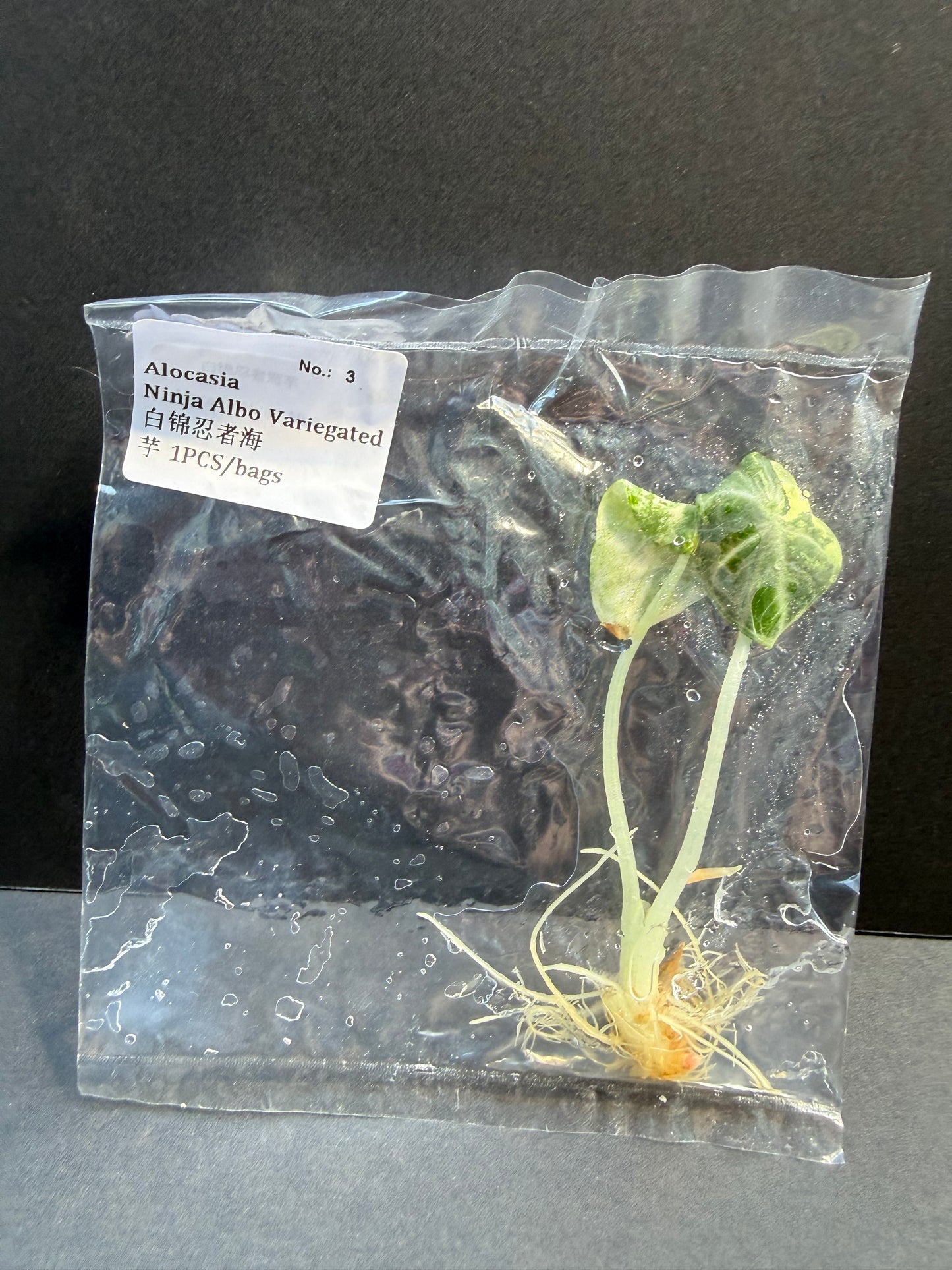 Alocasia Ninja Albo Variegated