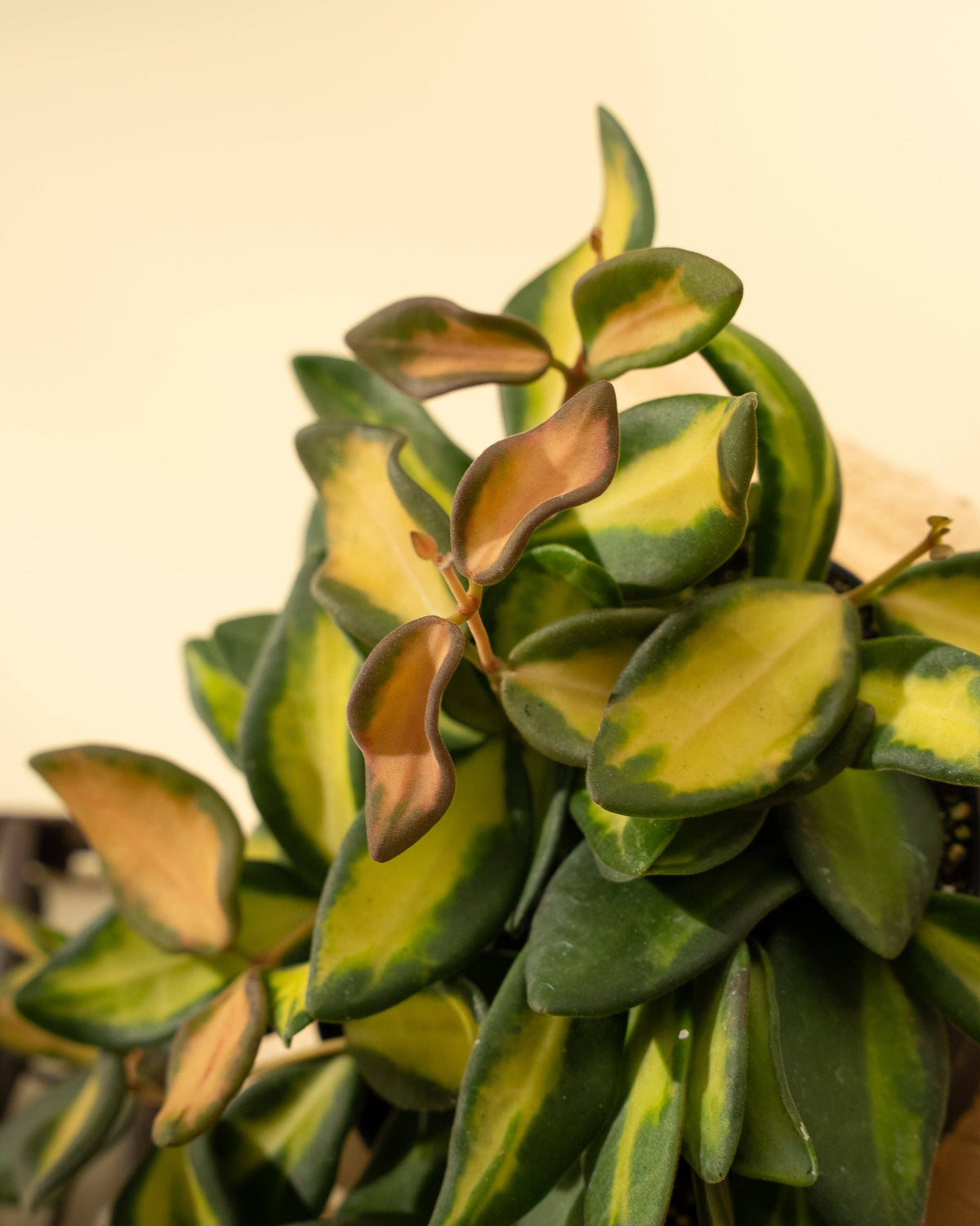 4" Hoya 'DS70' Variegated