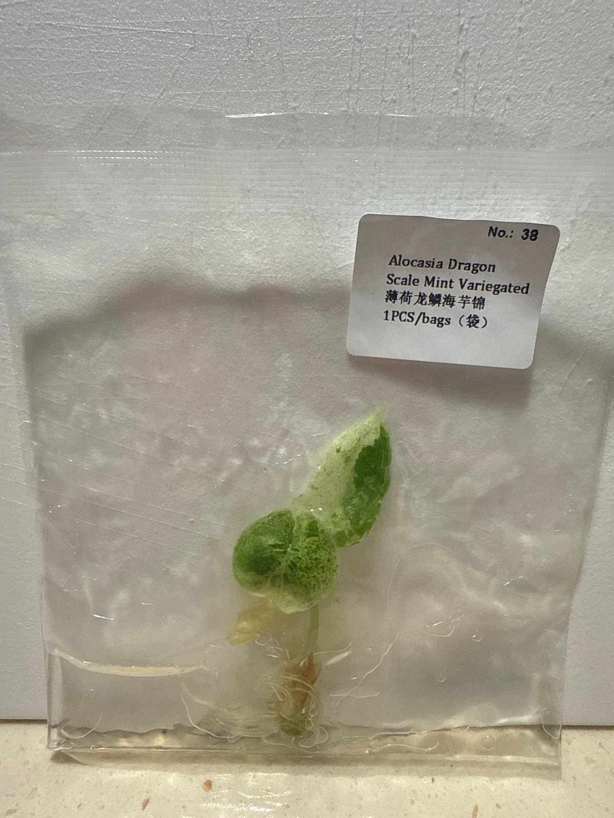Alocasia Dragon Scale Mint Variegated - Seller's Choice