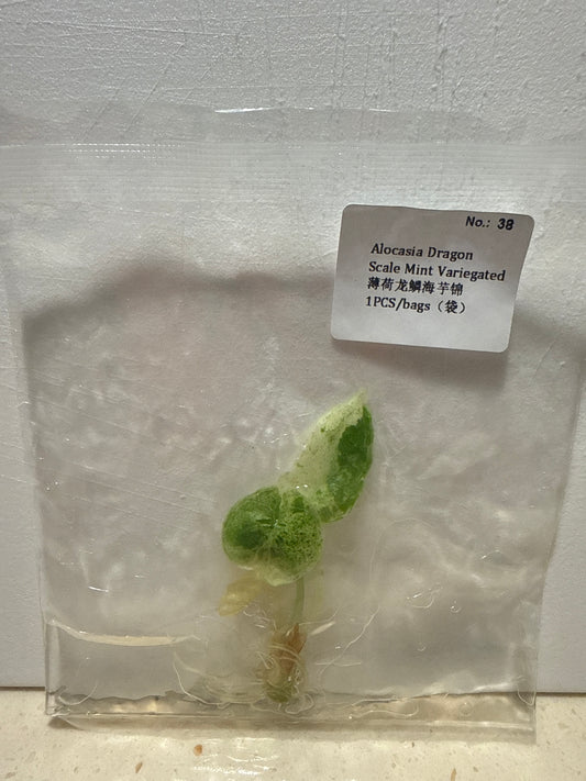 Alocasia Dragon Scale Mint Variegated - Seller's Choice