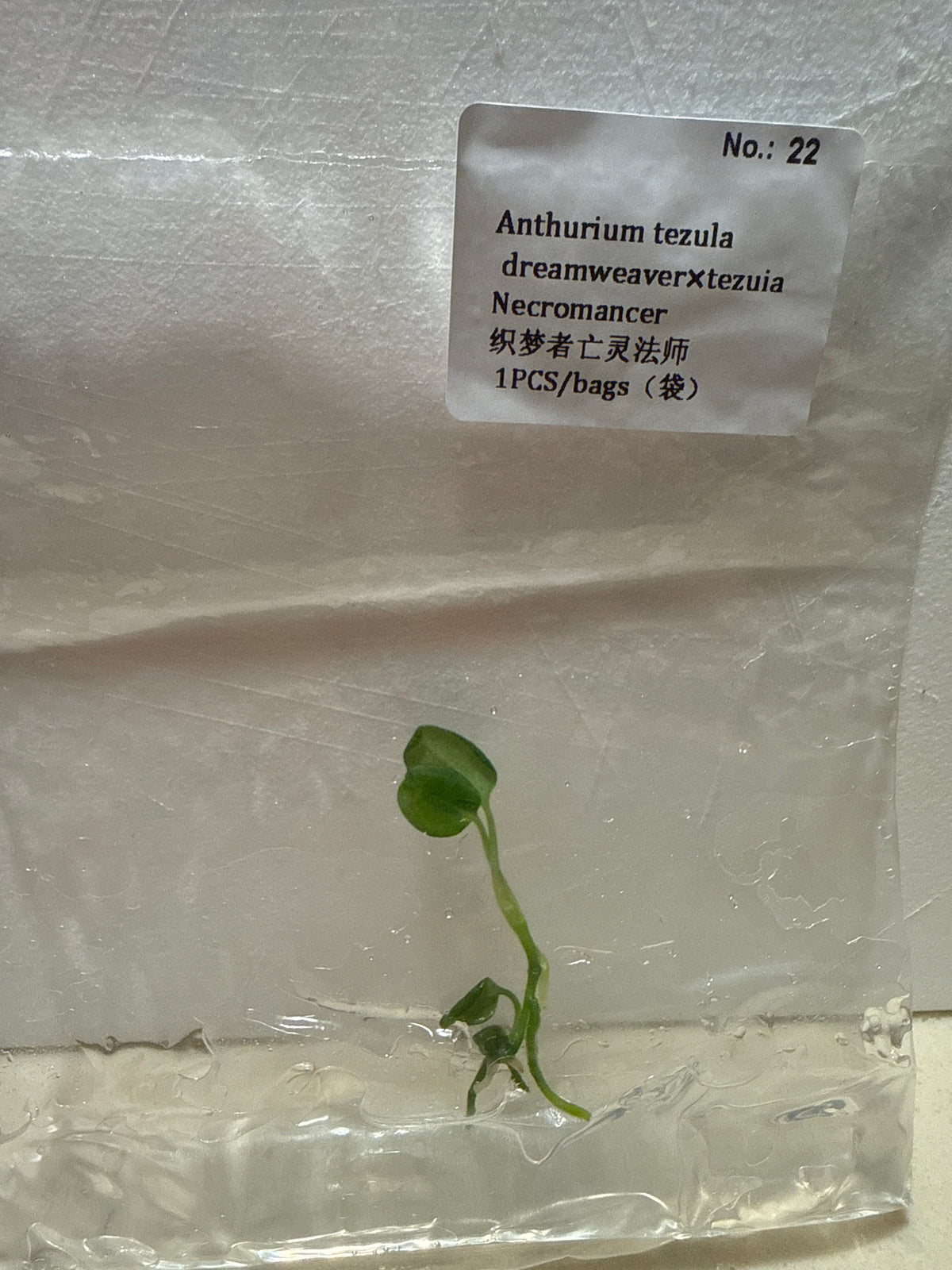 Anthurium Tezula Dreamweaver x Tezula Necromancer - Seller's Choice