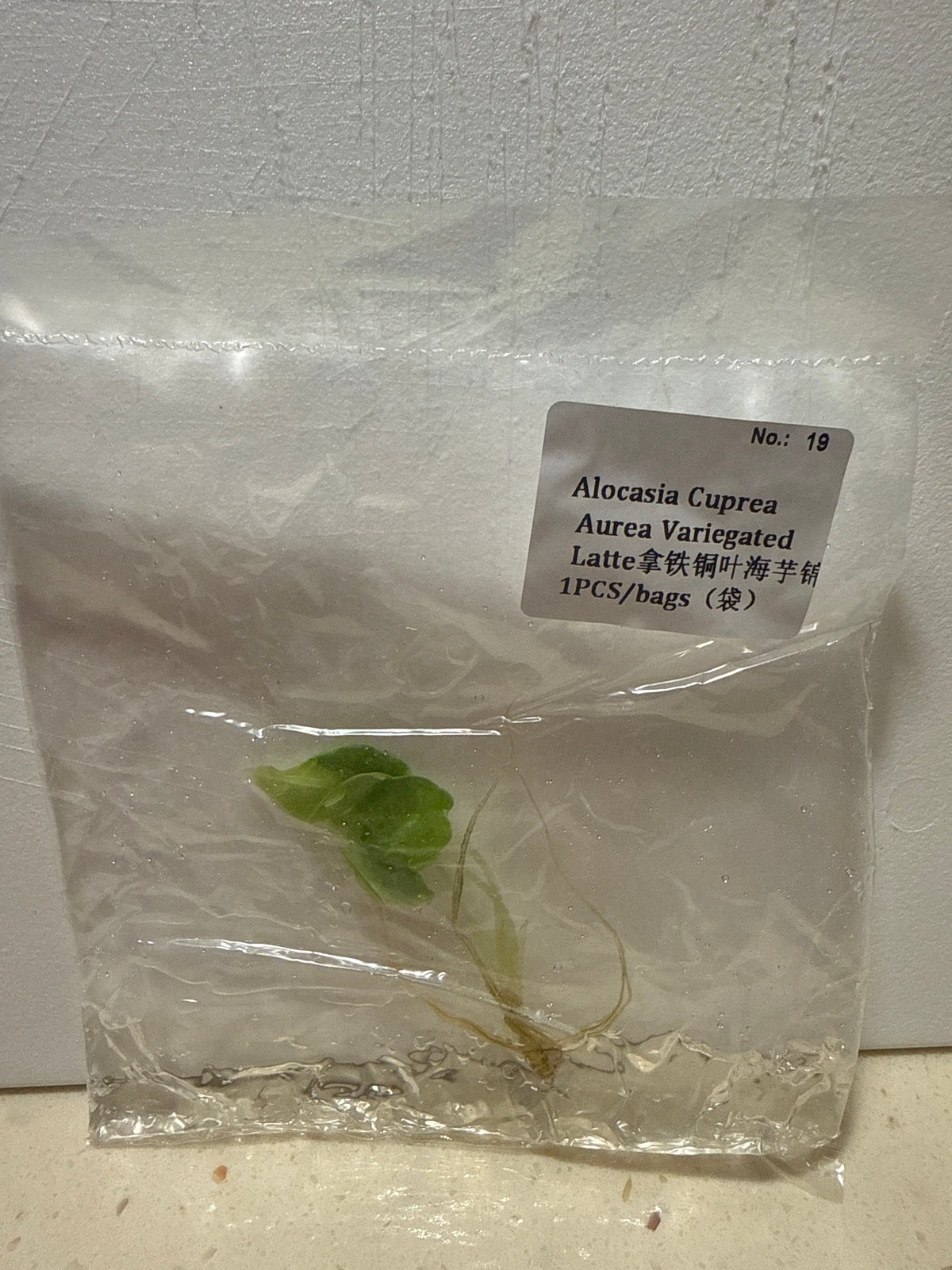 Alocasia Cuprea Aurea Variegated Latte