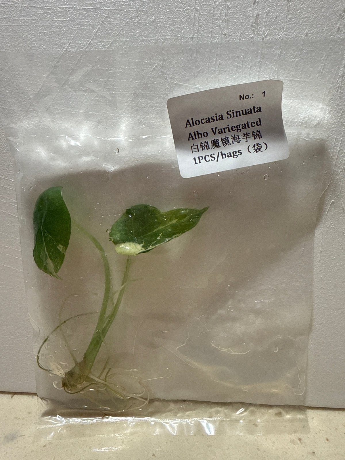 Alocasia Sinuata Albo Variegated - Seller's Choice