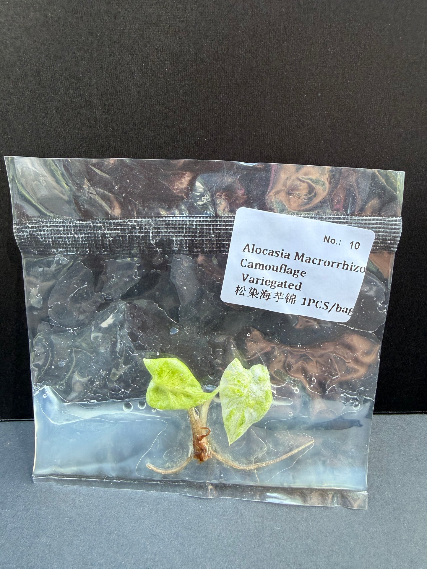 Alocasia Macrorrhizos Camouflage Variegated