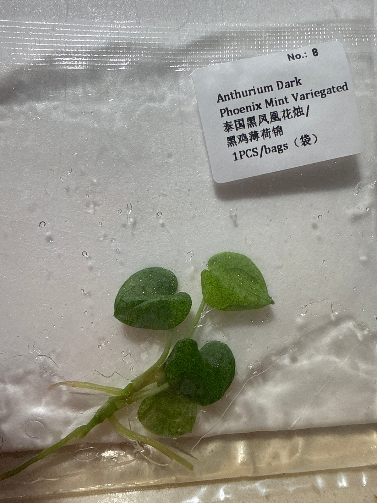 Anthurium Dark Phoenix Mint Variegated - Seller's Choice