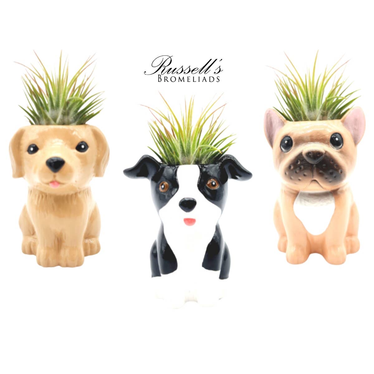 Animal Pots Puppy Collection with Air Plants