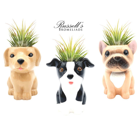 Animal Pots Puppy Collection with Air Plants