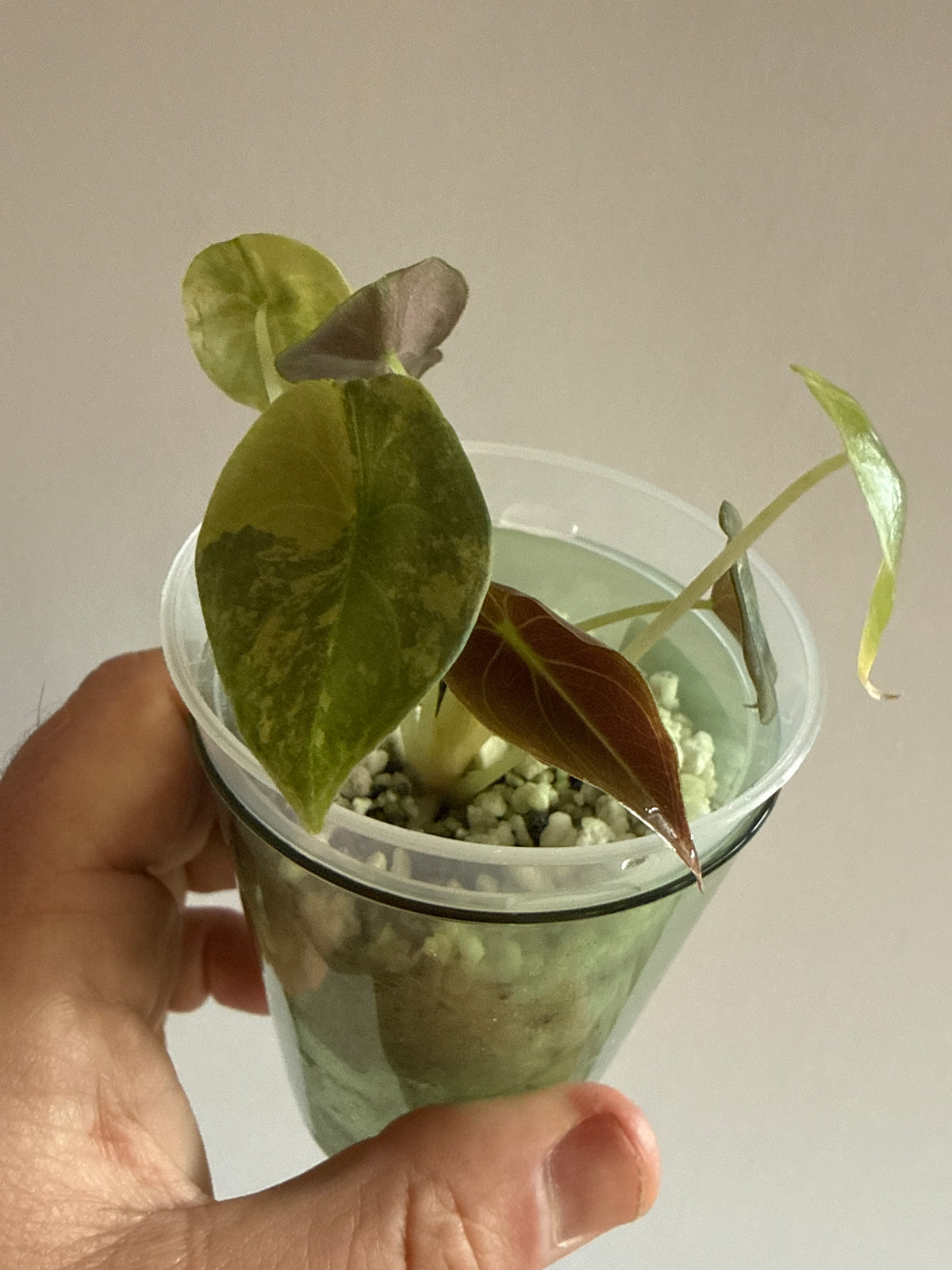 Alocasia Cuprea Latte