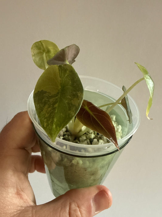 Alocasia Cuprea Latte