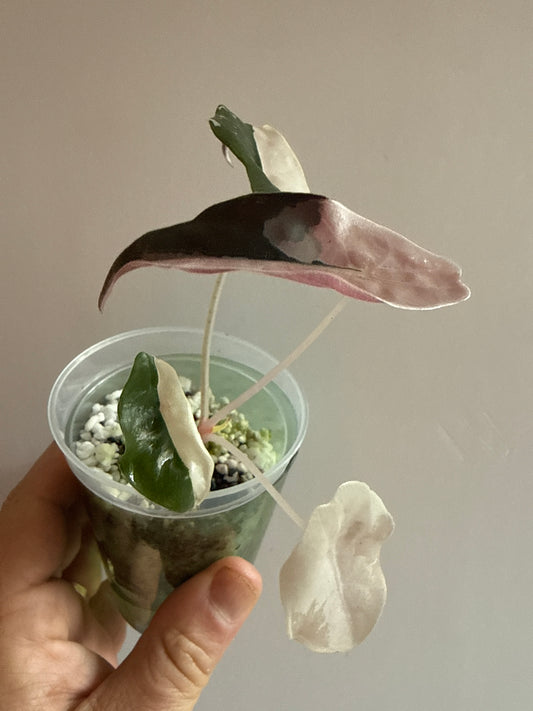 Alocasia Pink Chantrieri #2