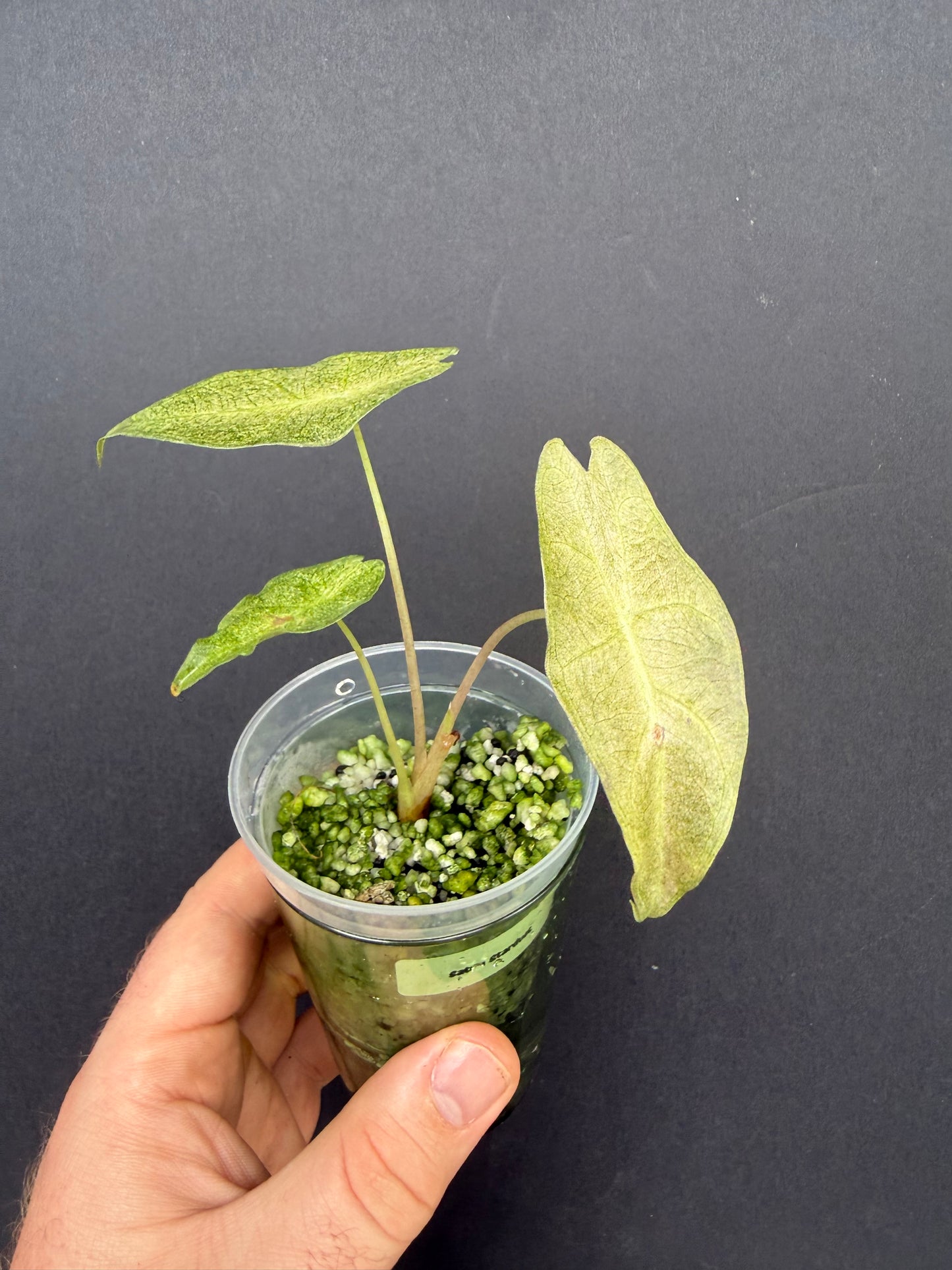 Alocasia Black Satun Stardust