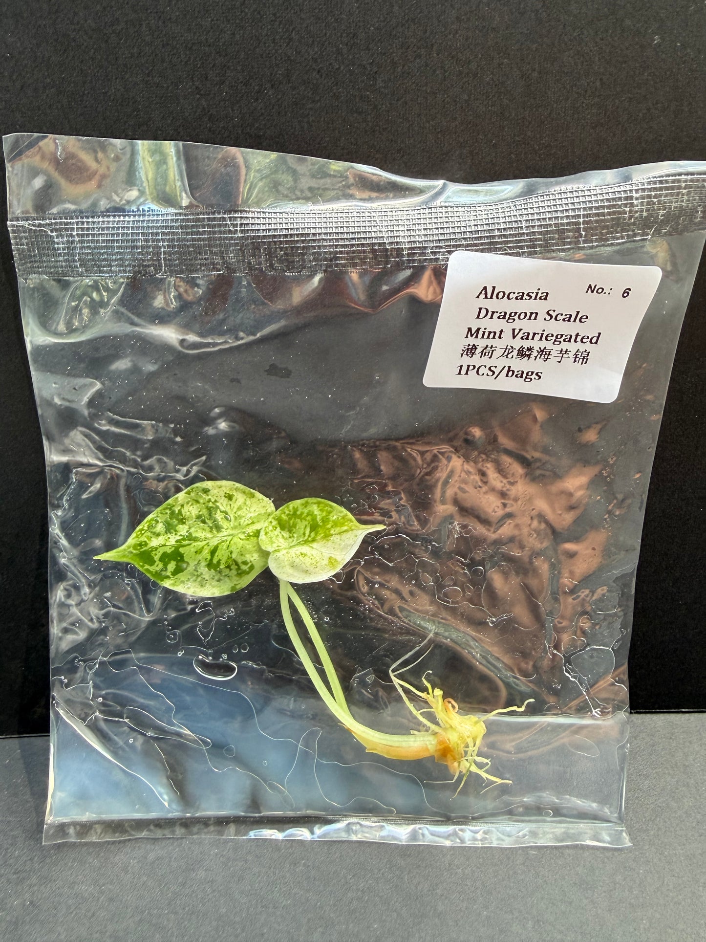 Alocasia Dragon Scale Mint Variegated