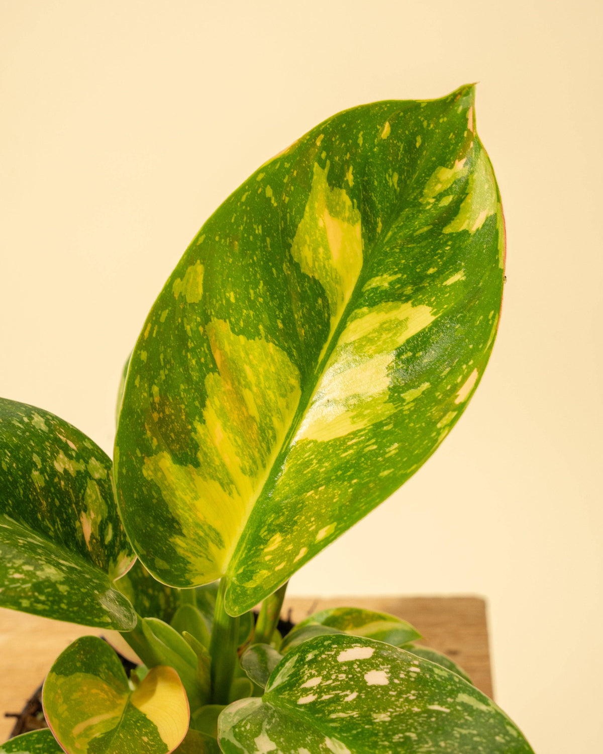 4" Variegated Philodendron Green Congo 'Copper Flame'