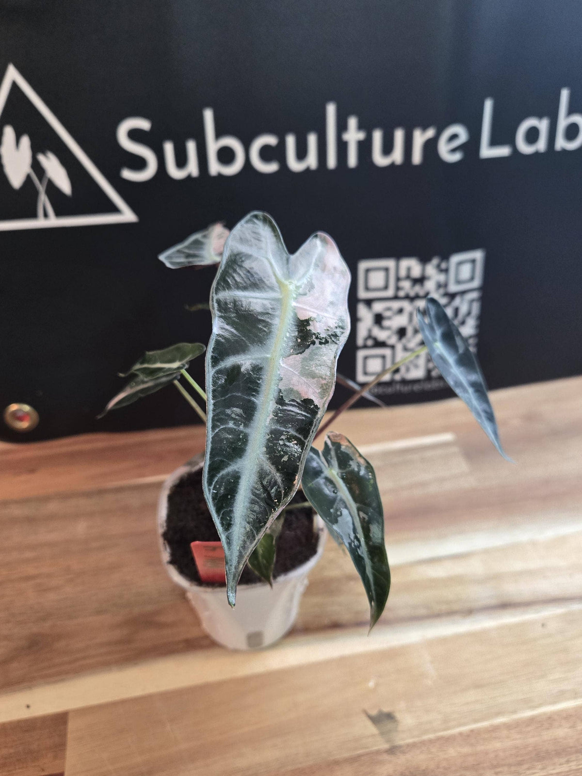 Alocasia Pink Bambino