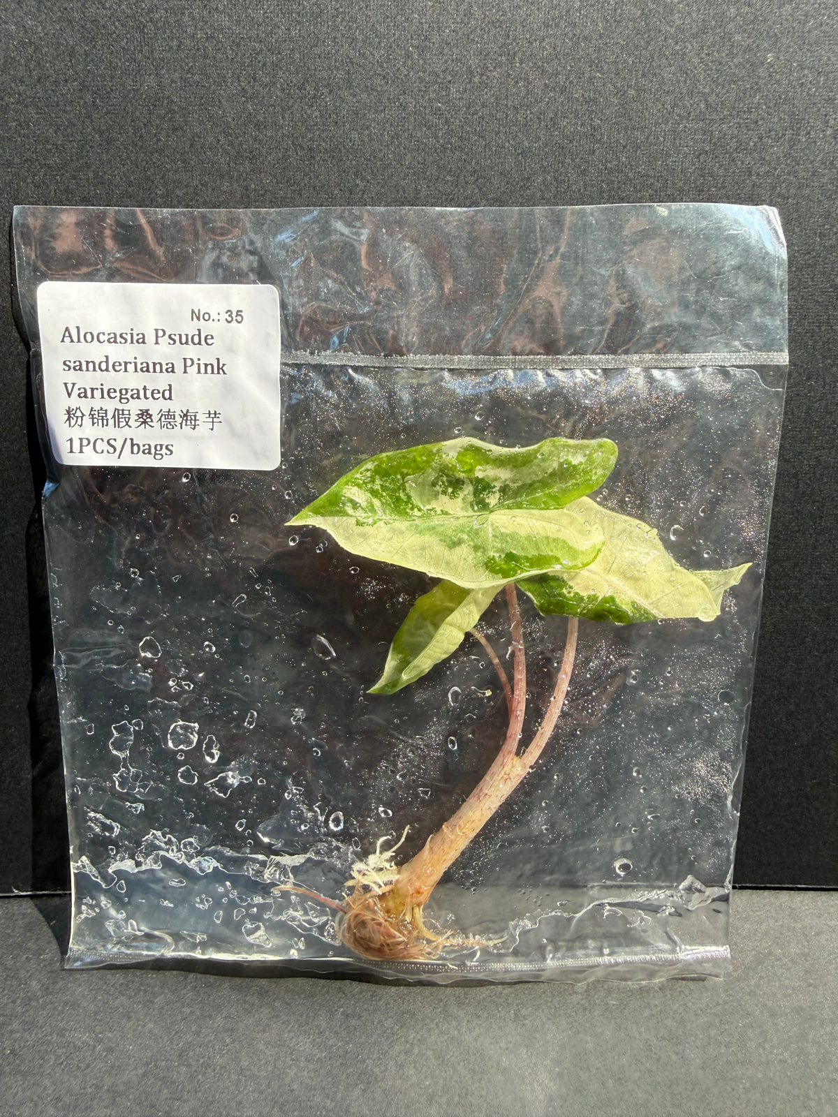Alocasia Pseudo-sanderiana Pink Variegated