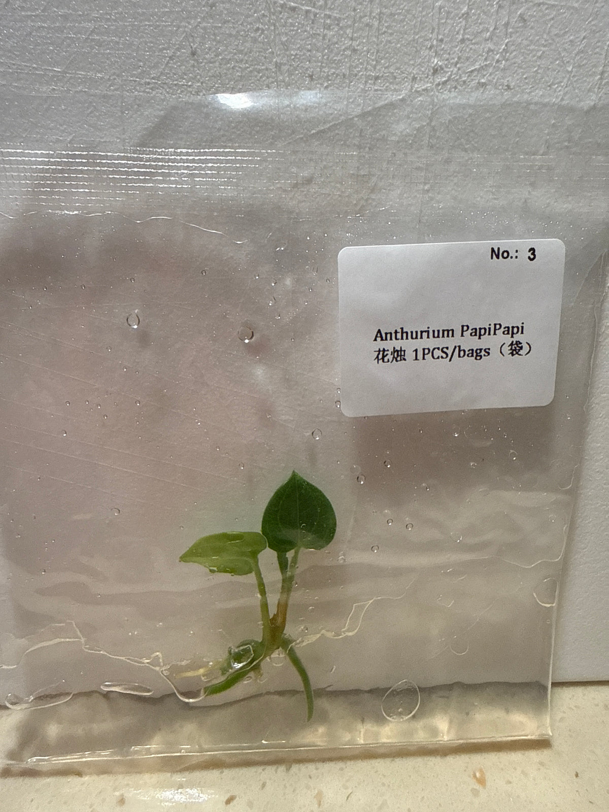 Anthurium PapiPapi - Seller's Choice