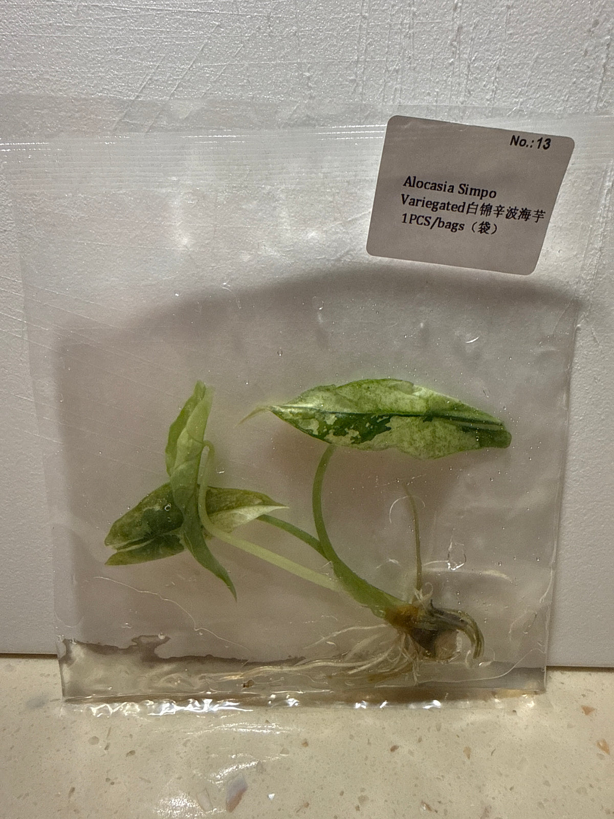 Alocasia Simpo Variegated - Seller's Choice